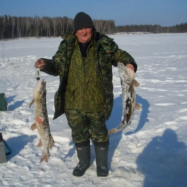 Халим, 75